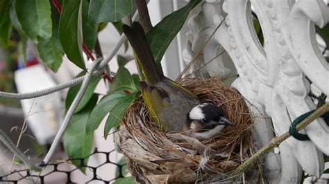 鳥在窗戶築巢 萬年青風水擺放
